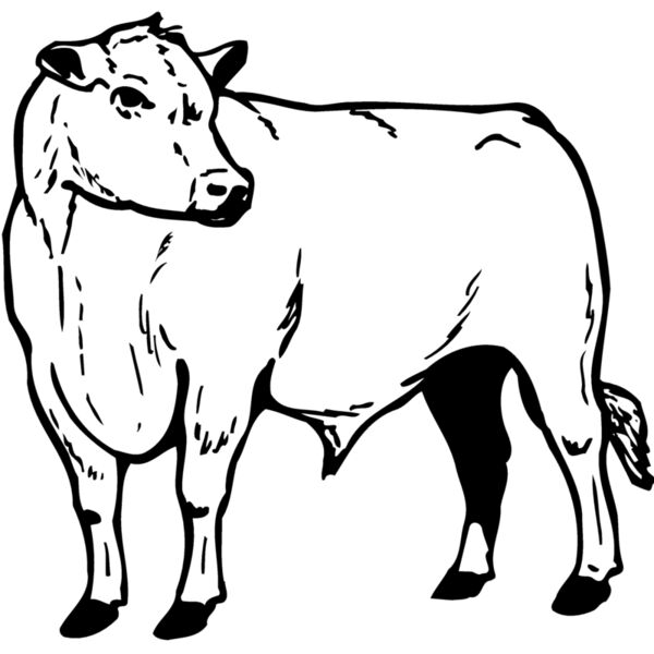 COW013 Miniaturansicht