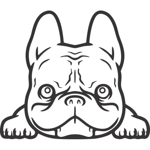 Hund Französische Bulldogge Miniaturansicht
